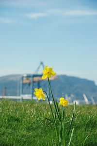 Close-up of yellow flowers blooming in field