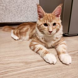 Portrait of cat sitting on wooden floor