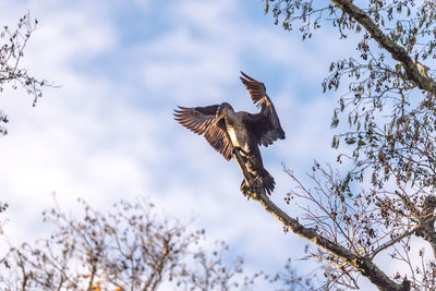 Low angle view of eagle flying against sky