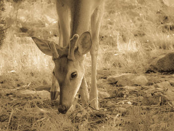 Portrait of deer in a field