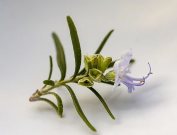 Close-up of flower buds against white background