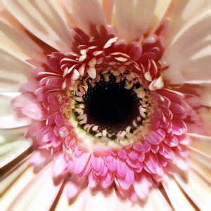 Close-up of pink flower blooming outdoors