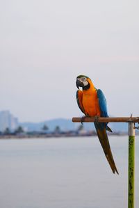 Close-up of parrot perching on beach