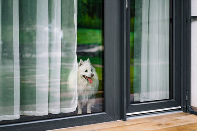 Pomeranian dog standing behind curtain at home