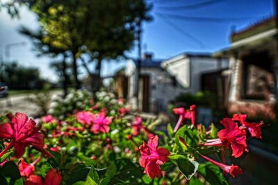 Close-up of flowers blooming against built structure
