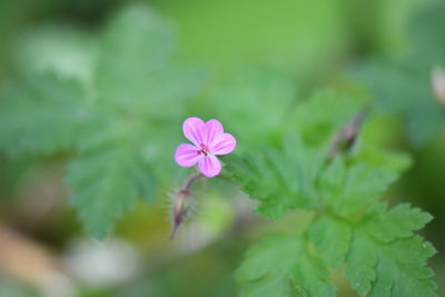 Close-up of pink flowering plant