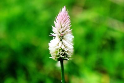 Close-up of purple flowering plant