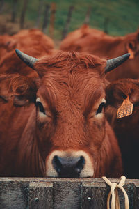 Close-up portrait of cow