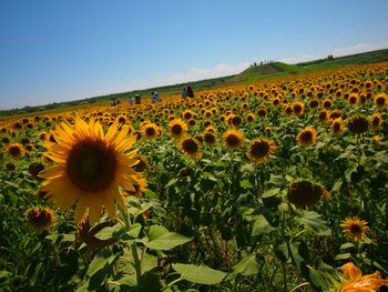 Sunflowers on field against clear sky