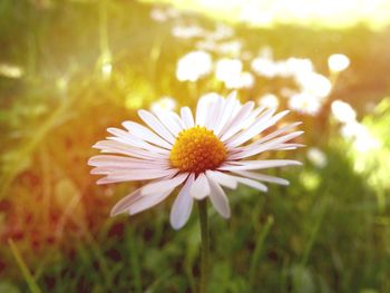 Close-up of daisy blooming outdoors