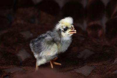 Close-up of bird