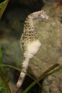 Close-up of lizard on plant