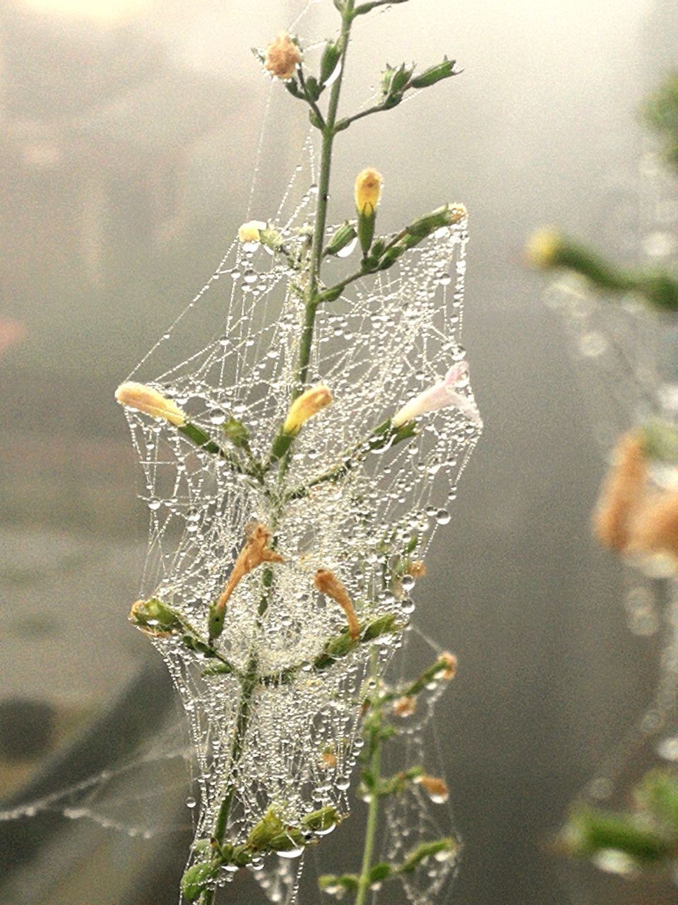 CLOSE-UP OF SPIDER AND WEB AGAINST BLURRED BACKGROUND