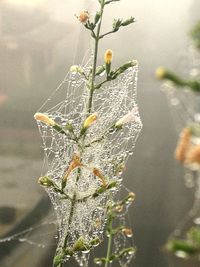 Close-up of spider on web