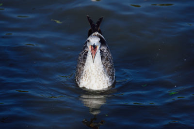 Close-up of swan swimming in water
