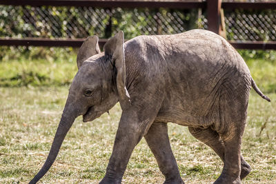 View of elephant in zoo