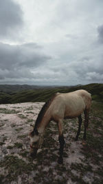 Horse on the hill, sumba island, indonesia