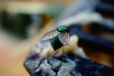 Close-up of fly