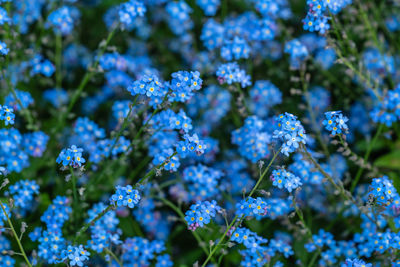 Close-up of purple flowering plants in park
