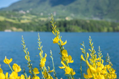 Close-up of yellow flowering plant