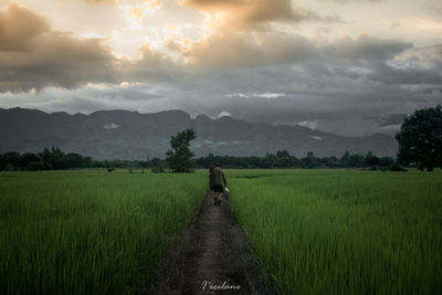 Scenic view of rice field against sky