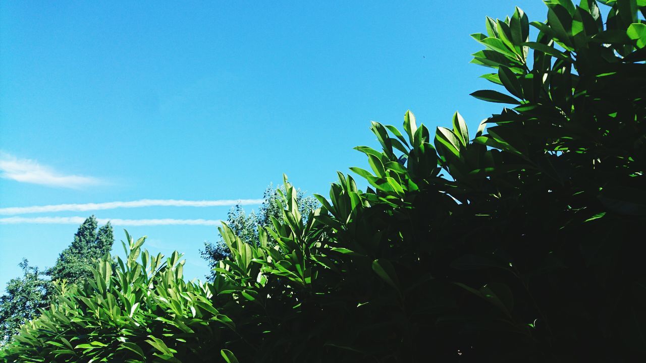 low angle view, growth, blue, green color, tree, leaf, sky, plant, nature, beauty in nature, tranquility, green, day, lush foliage, outdoors, scenics, no people, growing, tranquil scene, high section, cloud, rural scene, idyllic, non urban scene, cloud - sky, landscape, non-urban scene