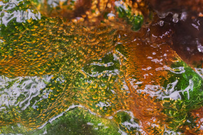 Full frame shot of plants growing in water