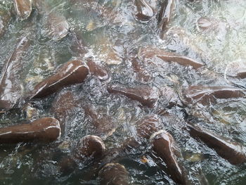 High angle view of crab in water