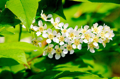 Close-up of flowers blooming on tree