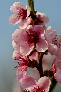 Close-up of pink flowers