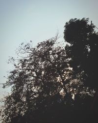 Low angle view of trees against sky