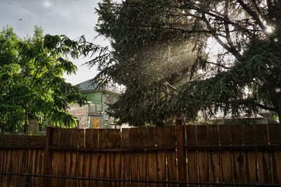 Trees by house against sky