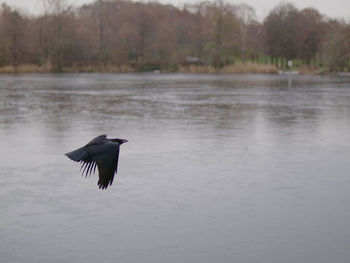 Bird flying over lake