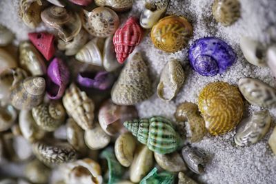 Close-up of shells on sand