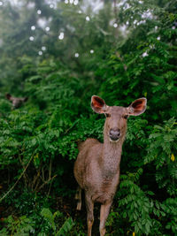 Deer in woods