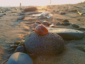 Close-up of shell on rock