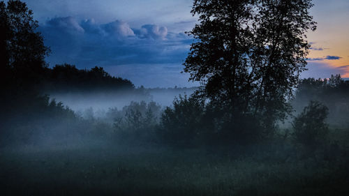 Trees in forest against sky