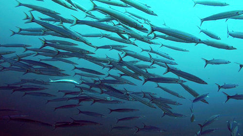 Fish swimming in sea