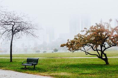 Tree in park against sky