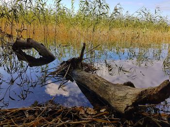 Reflection of tree in lake against sky