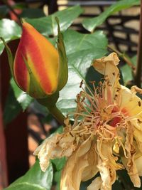 Close-up of flowers blooming on tree