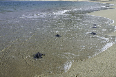 High angle view of crab on beach