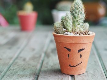 Close-up of potted plant on table