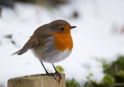 Close-up of bird perching outdoors