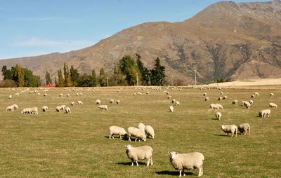 Flock of sheep grazing in a field