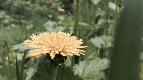 Close-up of flowers blooming