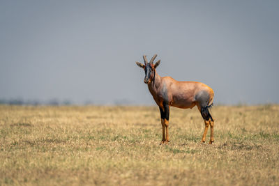 Horse standing on field against clear sky