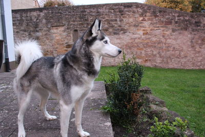 Dog standing outdoors