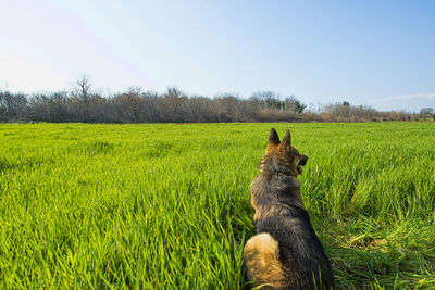 View of a dog on landscape