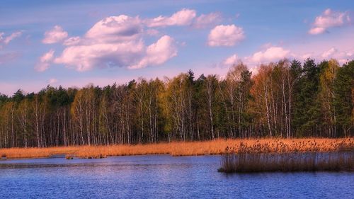 Scenic view of lake in forest against sky at sunset